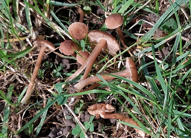 vláknica Inocybe sp.