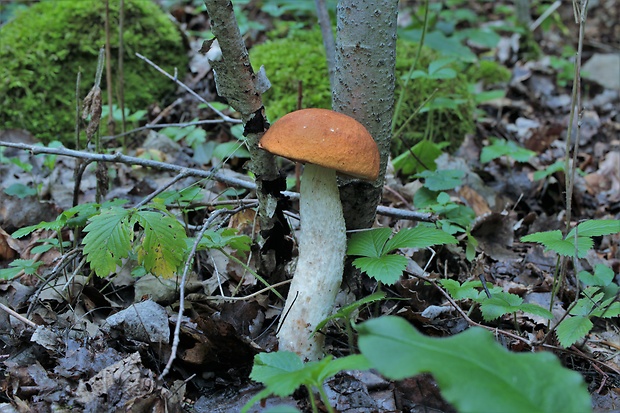 kozák osikový Leccinum albostipitatum den Bakker & Noordel.