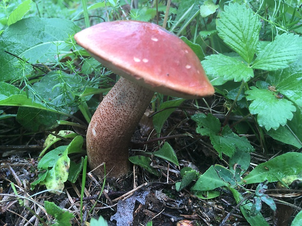 kozák dubový Leccinum aurantiacum (Bull.) Gray