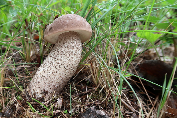 kozák topoľový Leccinum duriusculum (Schulzer ex Kalchbr.) Singer