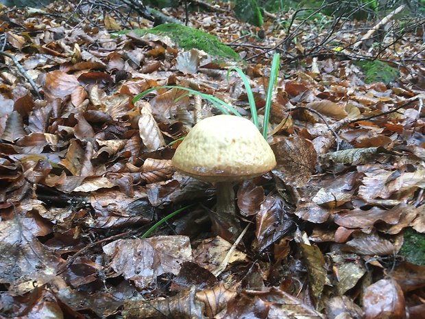 kozák hrabový Leccinum pseudoscabrum (Kallenb.) Šutara