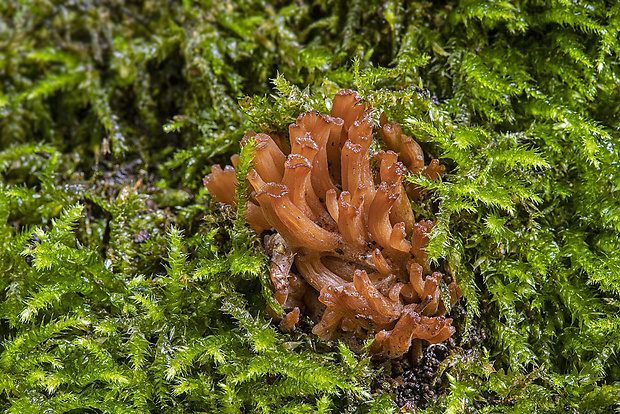 húževnatček ulitovitý Lentinellus cochleatus (Pers.) P. Karst.