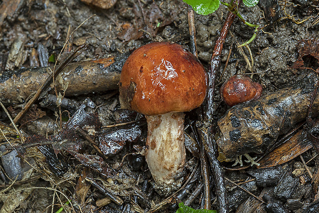 slizovnica klzká Limacella delicata (Fr.) Earle ex Konr. & Maubl.