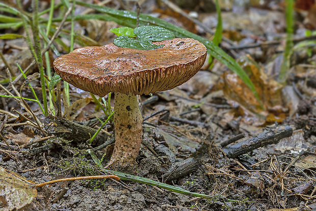 slizovnica klzká Limacella delicata (Fr.) Earle ex Konr. & Maubl.