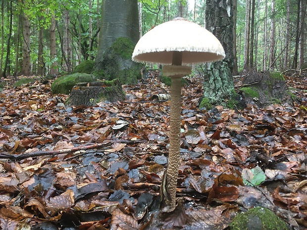 bedľa vysoká Macrolepiota procera (Scop.) Singer