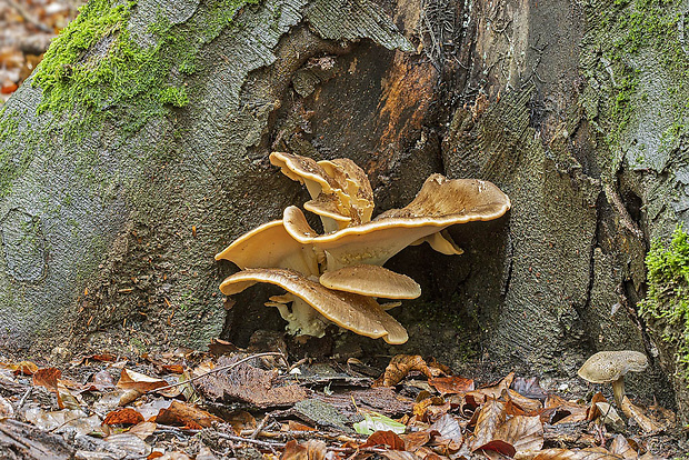 vejárovec obrovský Meripilus giganteus (Pers.) P. Karst.