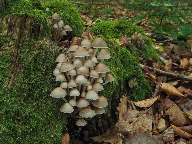 prilbička naklonená Mycena inclinata (Fr.) Quél.