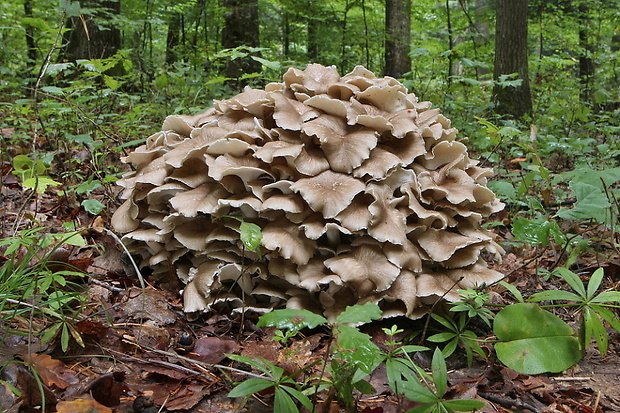 trúdnik klobúčkatý Polyporus umbellatus (Pers.) Fr.