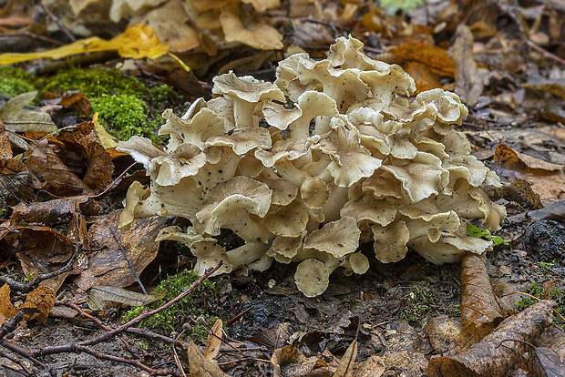 trúdnik klobúčkatý Polyporus umbellatus (Pers.) Fr.