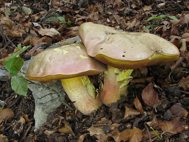 hríb purpurový Rubroboletus rhodoxanthus Kuan Zhao &amp; Zhu L. Yang