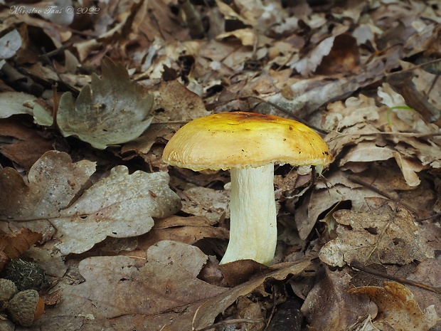 plávka zlatožltá Russula aurea Pers.