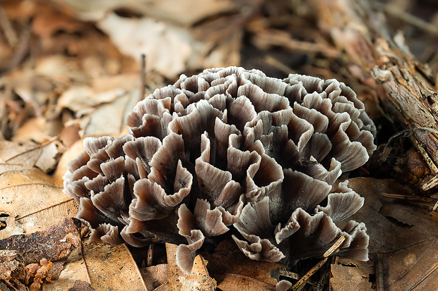 plesňovka Thelephora sp.