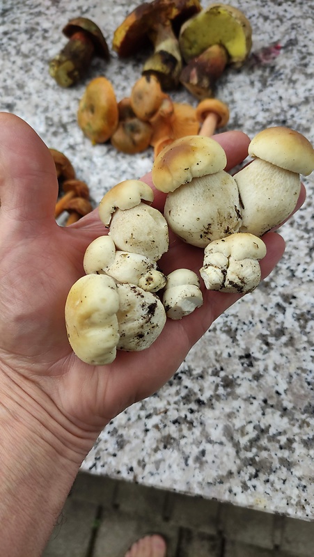 hríb smrekový Boletus edulis Bull.