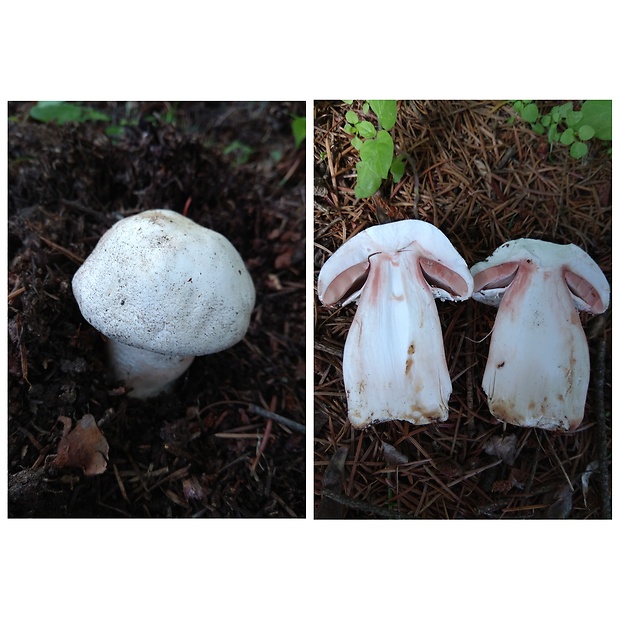 pečiarka Benešova Agaricus benesii (Pilát) Pilát