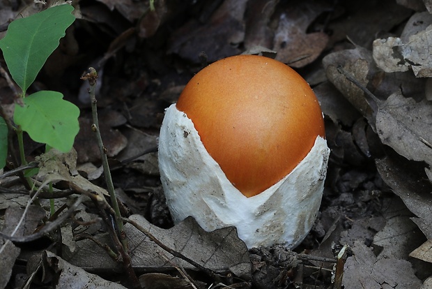 muchotrávka cisárska Amanita caesarea (Scop.) Pers.