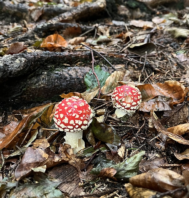 muchotrávka červená Amanita muscaria (L.) Lam.