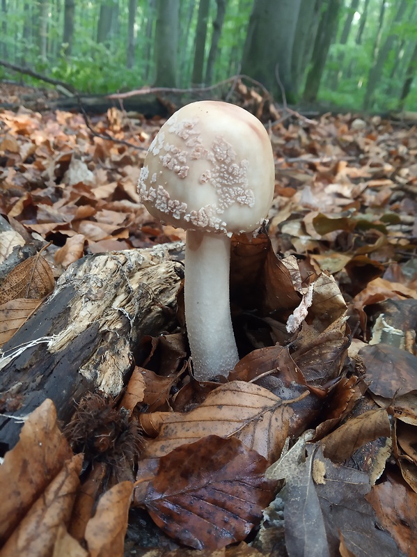 muchotrávka červenkastá Amanita rubescens Pers.