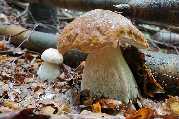 hríb smrekový Boletus edulis Bull.