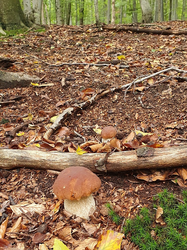 hríb smrekový Boletus edulis Bull.