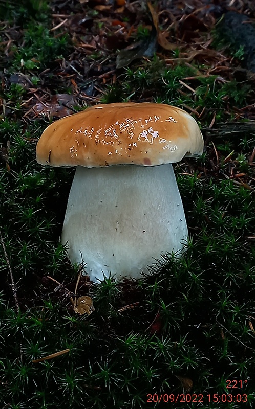 hríb smrekový Boletus edulis Bull.