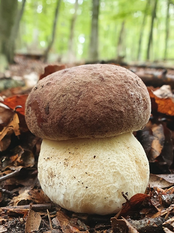 hríb sosnový Boletus pinophilus Pil. et Dermek in Pil.