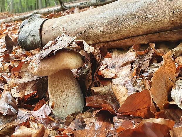 hríb dubový Boletus reticulatus Schaeff.