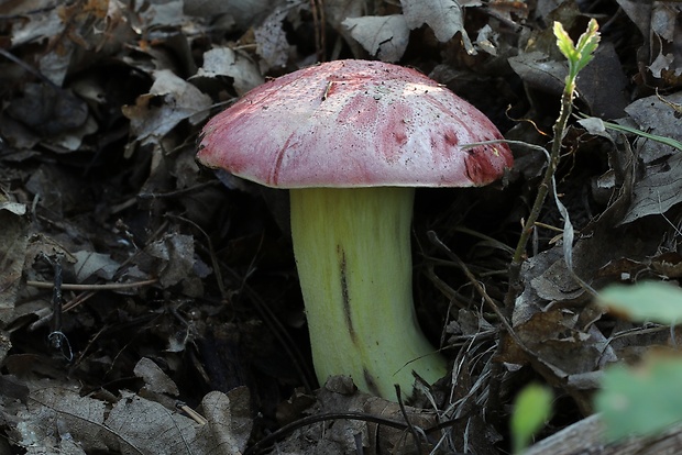 hríb kráľovský Butyriboletus regius (Krombh.) D. Arora & J.L. Frank