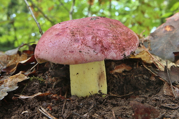 hríb kráľovský Butyriboletus regius (Krombh.) D. Arora & J.L. Frank