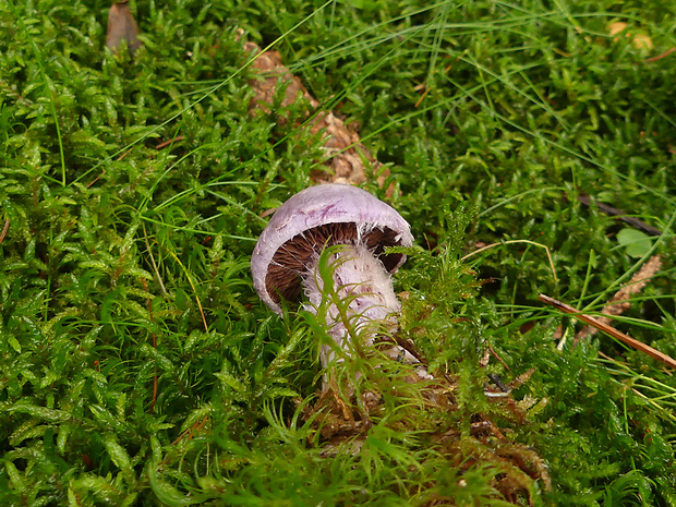 pavučinovec Cortinarius sp.