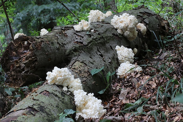 koralovec bukový Hericium coralloides (Scop.) Pers.