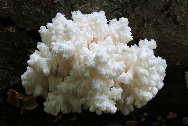 koralovec bukový Hericium coralloides (Scop.) Pers.