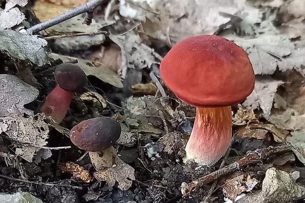 suchohríb karmínový Hortiboletus rubellus (Krombh.) Simonini, Vizzini & Gelardi