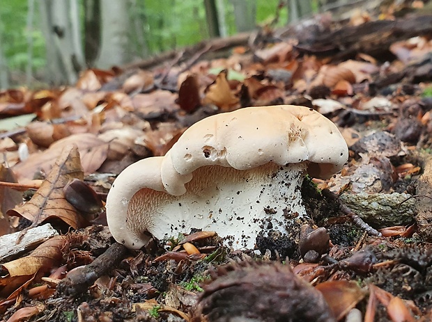 jelenka poprehýbaná Hydnum repandum L.