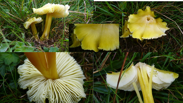 lúčnica sírovožltá Hygrocybe citrinovirens (J.E. Lange) Jul. Schäff.