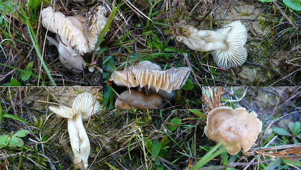 lúčnica lúhová Hygrocybe ingrata J.P. Jensen & F.H. Møller