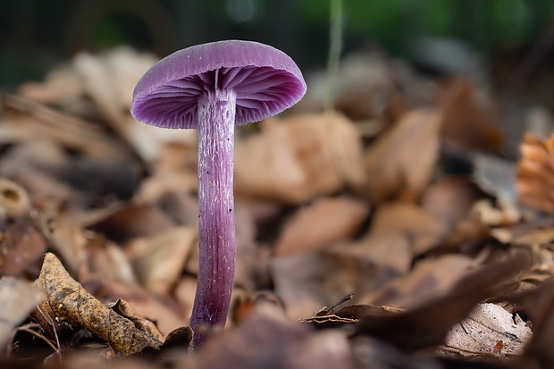 lakovka ametystová Laccaria amethystina (Huds.) Cooke