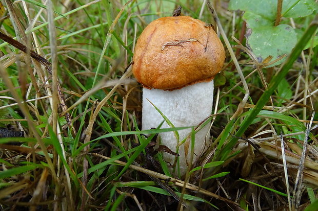 kozák osikový Leccinum albostipitatum den Bakker & Noordel.