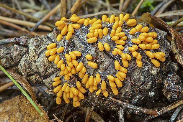 leskloplodka krehká Leocarpus fragilis (Dicks.) Rostaf.