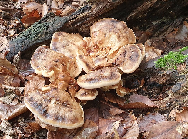 vejárovec obrovský Meripilus giganteus (Pers.) P. Karst.