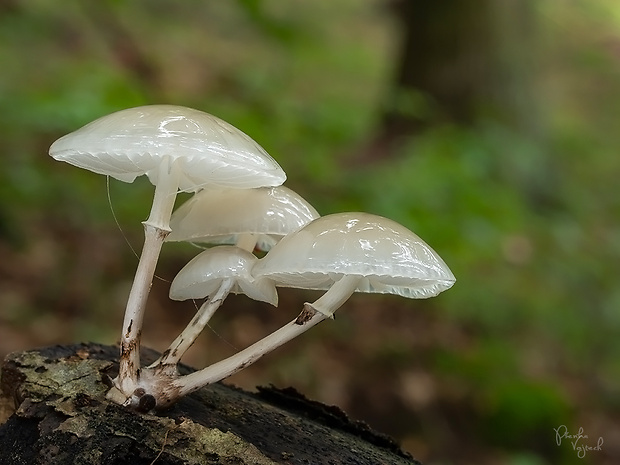 sliznačka obyčajná Mucidula mucida (Schrad.) Pat.