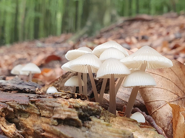 prilbička Mycena sp.