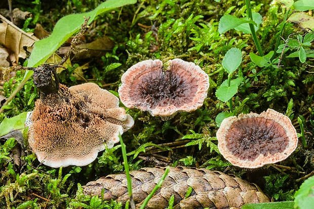 korkovec čiaškovitý Phellodon tomentosus (L.) Banker