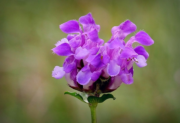 čiernohlávok veľkokvetý Prunella grandiflora (L.) Scholler