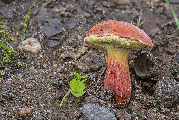 suchohríb marhuľovožltý Rheubarbariboletus armeniacus (Quél.) Vizzini, Simonini & Gelardi