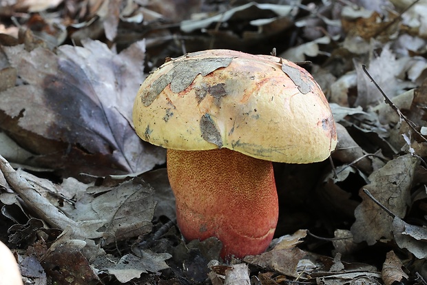 hríb purpurový Rubroboletus rhodoxanthus Kuan Zhao &amp; Zhu L. Yang