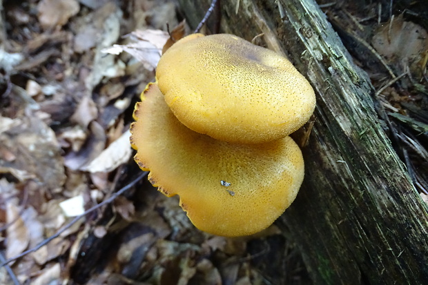 čírovec ozdobný Tricholomopsis decora (Fr.) Singer