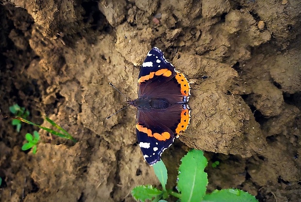 babôčka admirálska (sk) / babočka admirál (cz) Vanessa atalanta (Linnaeus, 1758)