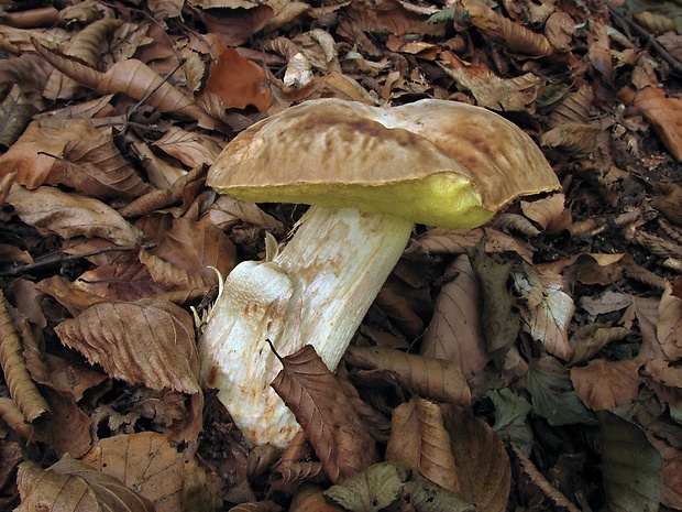 Nahuby.sk - Fotografia - hríb jamkatý Hemileccinum depilatum (Redeuilh