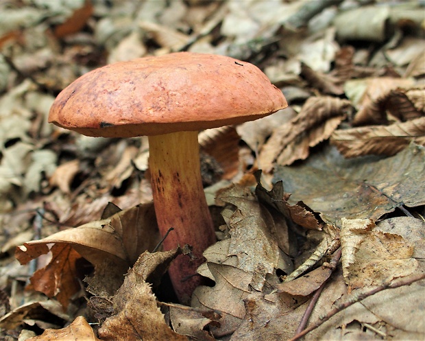 hríb Boletus sp.