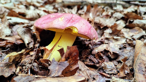 hríb kráľovský Butyriboletus regius (Krombh.) D. Arora & J.L. Frank